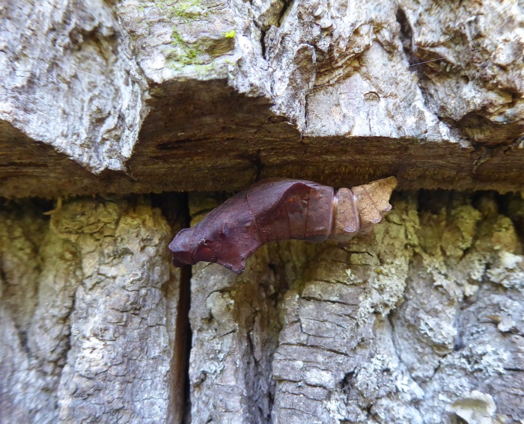 This image has an empty alt attribute; its file name is p1050220-pipevine-1200-maybe-chrysalis-on-wooden-shingles-copy.jpg