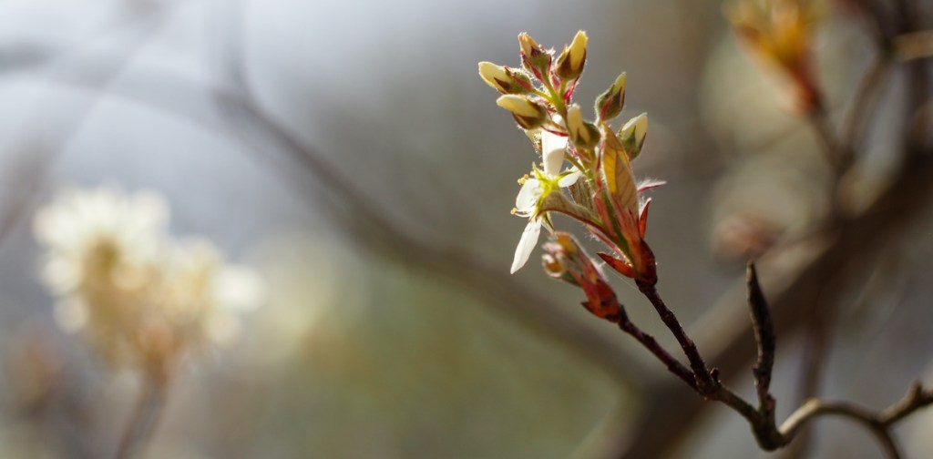 This image has an empty alt attribute; its file name is p4020252-amelanchier-1200-copy.jpg