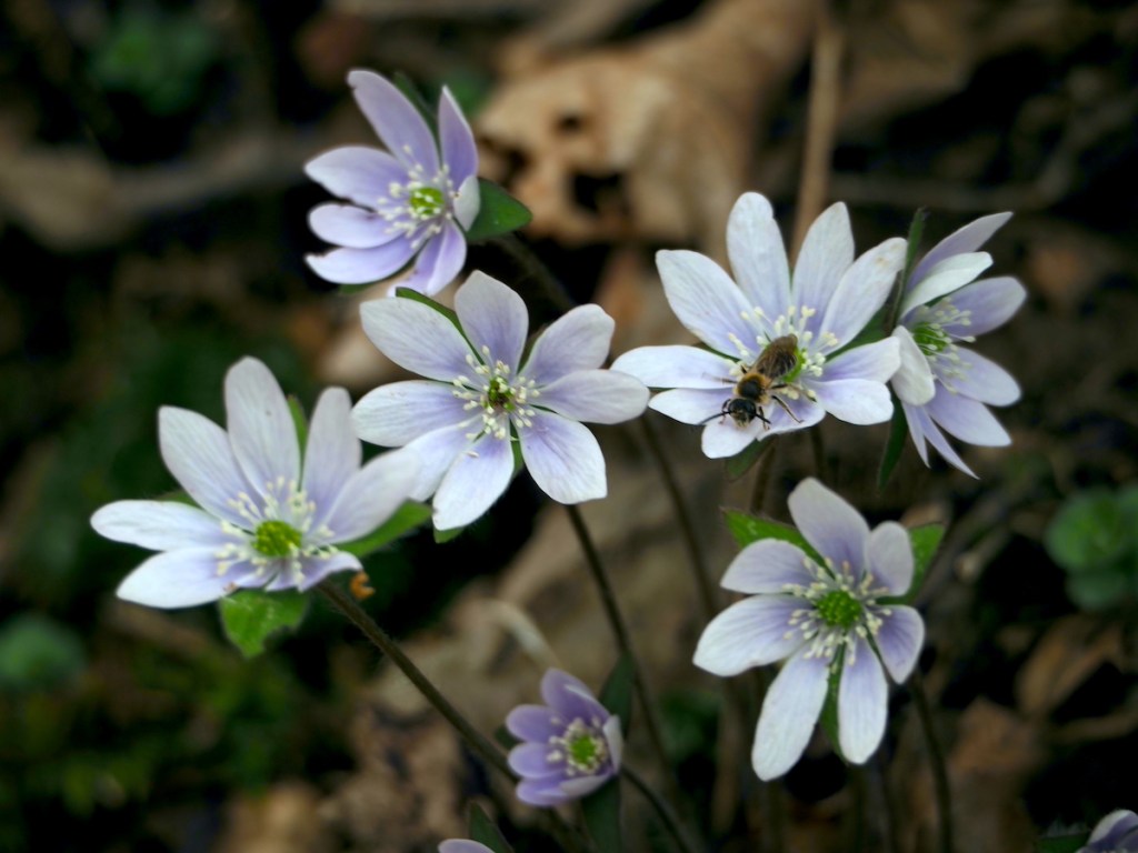 This image has an empty alt attribute; its file name is p4052649-copy-1200-hepatica-w-bee-copy.jpeg