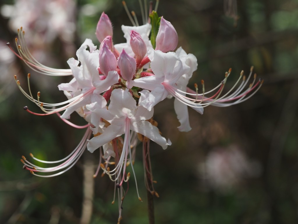 This image has an empty alt attribute; its file name is p4130267-rhododendron-periclymenoides-1200.jpg