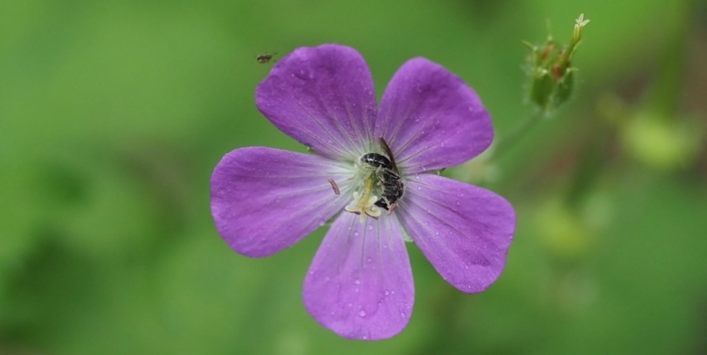 This image has an empty alt attribute; its file name is p5010882-1200-andrena-distans-maybe-on-geranium-maculatum-.jpg