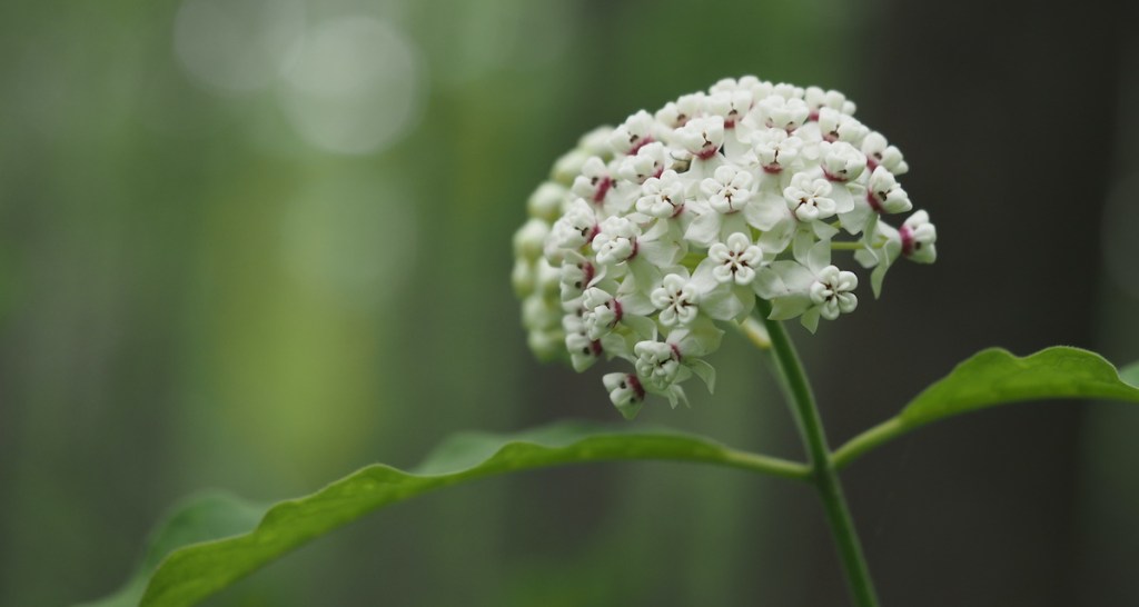 This image has an empty alt attribute; its file name is p5251661-asclepias-variegata-copy.jpg