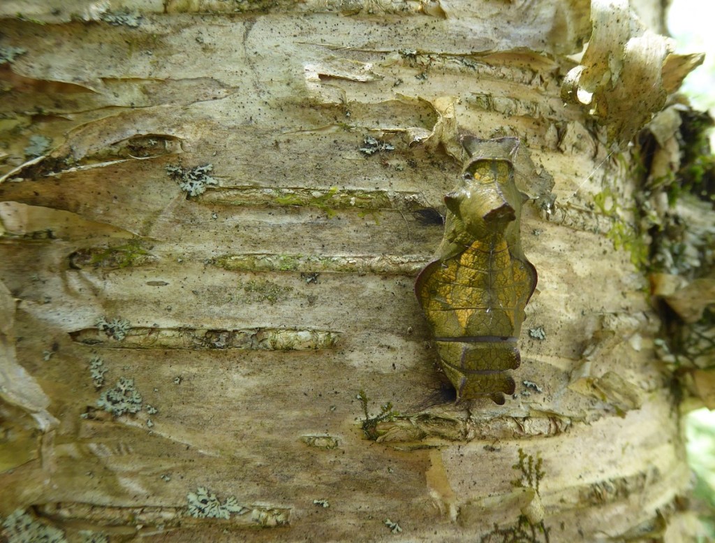 This image has an empty alt attribute; its file name is pipevine-swallowtail-chrysalis-1200-on-betula-allegheniensis-crpd-nancyleeadamson-copy.jpg