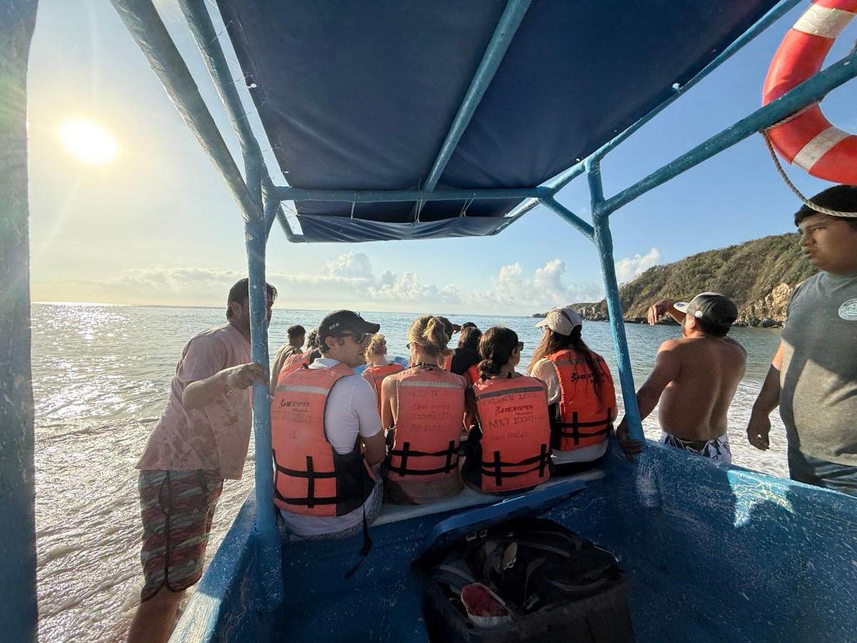 Humpback whales, dolphins, and more olive Ridley’s&nbsp;turtles